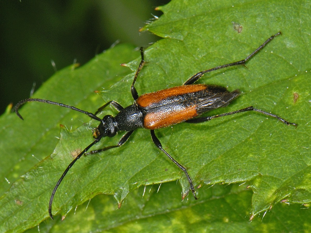 Stenurella melanura
